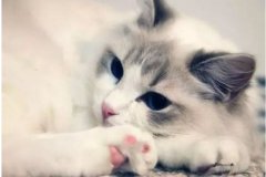 怎样和猫咪相处