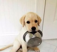 狗狗好像一直吃不饱，需要加餐吗？