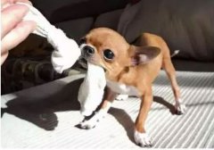  如何阻止狗狗乱咬家具？