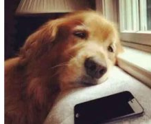 威尔士柯基犬,皇室的爱宠