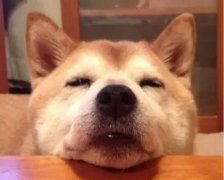 狗狗吃零食有什么注意事项？