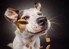 宠粮储存都是主人们的必须关心的