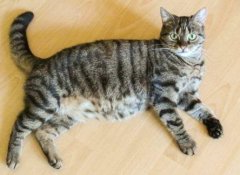 猫咪怀孕期间要注意哪些问题