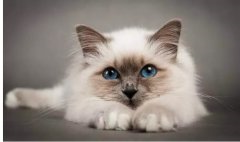 猫真的有“九条命”吗？