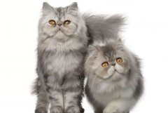 宠物知识-关于波斯猫