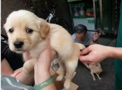 您知道怎么抱爱犬最舒服吗?