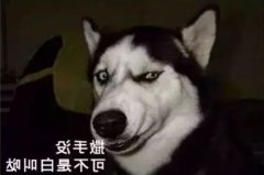 您家狗狗是不是也叫“撒手没”？