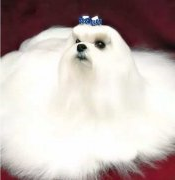 你不快乐吗？那是因为你没有养狗！