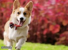 <b>如何让狗狗安静下来？——宠物百科知识</b>