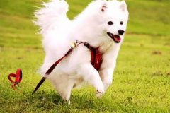 狗狗教会我们的人生道理，你做到了吗？
