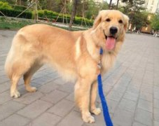 狗狗的品种，居然暴露了你的性格？