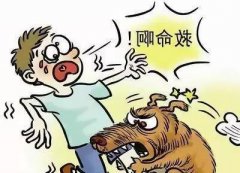 如遇恶犬咬人该怎么办？这些知识也许能救命！