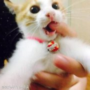 养猫后才会懂的7件事