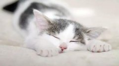 关于猫的13个冷知识...你知道多少？