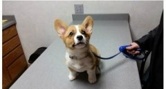 狗狗特殊时期的营养补给