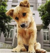 你眼中的土狗，它是我的家人！