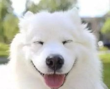 你是什么时候被你家狗撩到的？