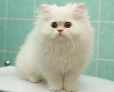为什么越来越多的人都养猫？喵星人：我吃得少