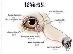 狗狗眼里常含泪水，是为爱感动吗？
