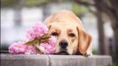 夏季狗狗中暑怎么办