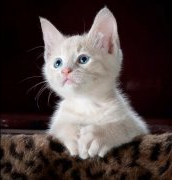 你相信猫有灵性吗？