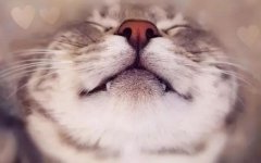 爱猫人士必看！夏季养猫咪的注意事项！