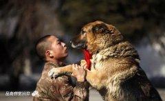 狗狗对人的忠诚让人潸然泪下