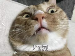 为何猫咪不喜被主人亲吻？华兴宠物食品