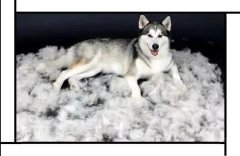 毛质差、过度脱毛？华兴重磅推出犬美毛处方粮