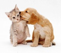 华兴重磅推出,犬/猫结石处方粮