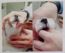 狗狗喂药小技巧！ 华兴宠物食品