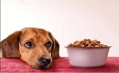 狗狗不想吃狗粮的原因有哪些？ 华兴宠物食品