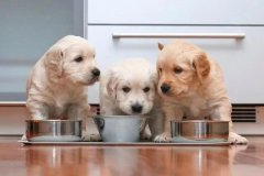 新手养狗切忌什么都买，这7种才是必需品！