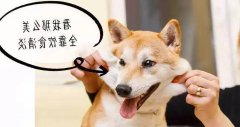 重口味的狗狗爱啃脚？注意！这可能不是怪癖而