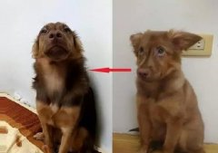狗知道自己是狗吗？