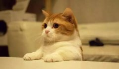 猫这种动物，一旦碰上，就再也戒不了了 华兴宠