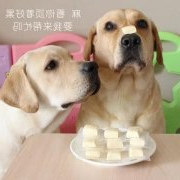 狗狗是否需要补钙？补钙应注意什么？ 华兴宠物
