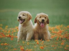 狗狗冬季饲养攻略
