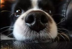 狗狗鼻子干是生病了吗？