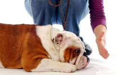 狗狗被主人打后会存有报复宠主吗？