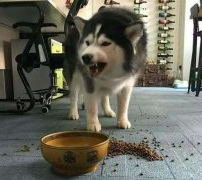 这些错误喂食习惯，别再犯了  华兴宠物食品