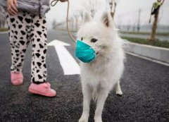 疫情下，如何保证宠物的安全？
