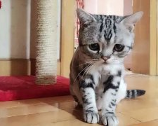 猫咪总是拉稀该怎么办呢？小问题也不能忽视！