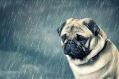 狗狗淋雨后感冒了怎么办?