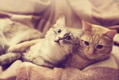 如果你的猫咪发情了怎么办，以下几点帮你解决