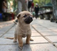 小奶狗刚到家一直叫怎么办？