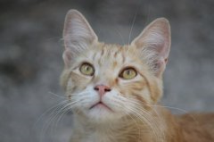 流浪猫可以带回家养吗？怎么把流浪猫带回家养？