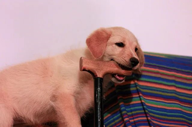 狗狗 