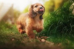 带狗出门的五大注意事项，做个合格的养犬人