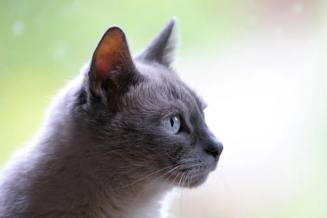 猫咪